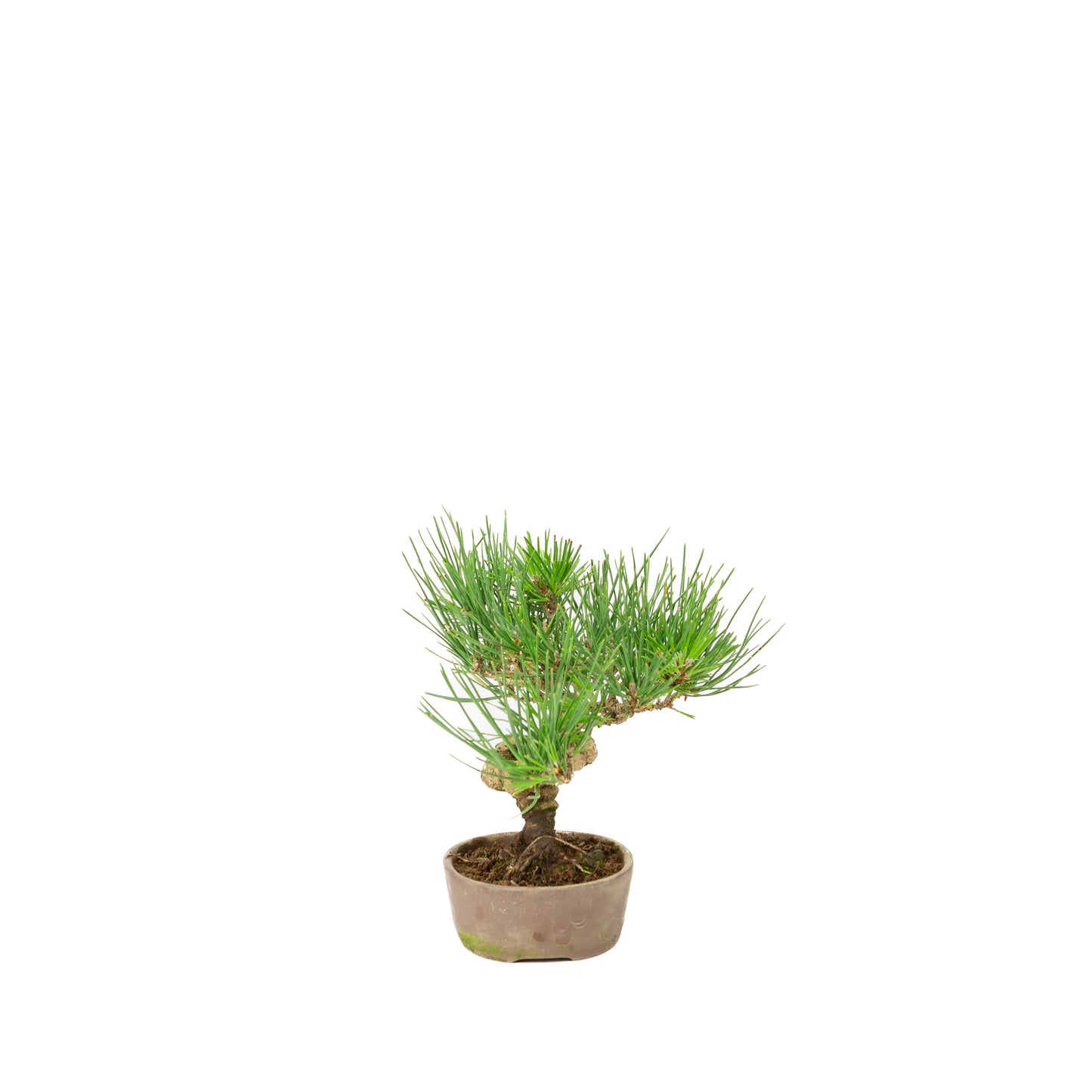 Pinus thunbergii ongeglazuurde pot 12m, hoogte ~20cm