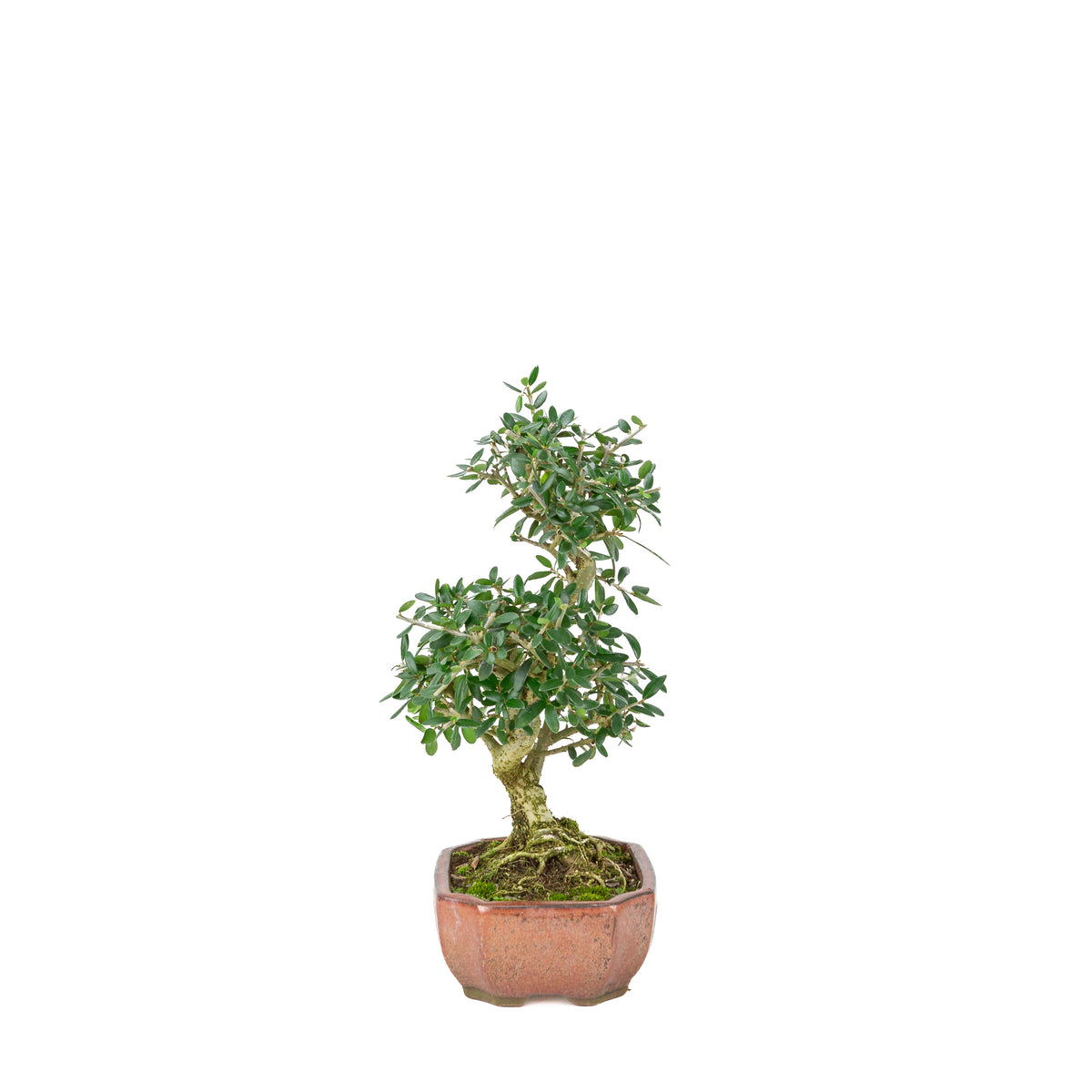 Olea sylvestris (olijf) brons ovale pot, hoogte ~32cm