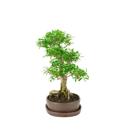 Serissa foetida (Boom van Duizend Sterren) Bonsai in bruine ovale pot, hoogte ~37cm