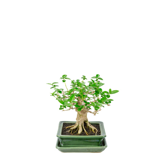 Premna microphylla (musk maple) groene rechthoekige pot, hoogte ~24cm