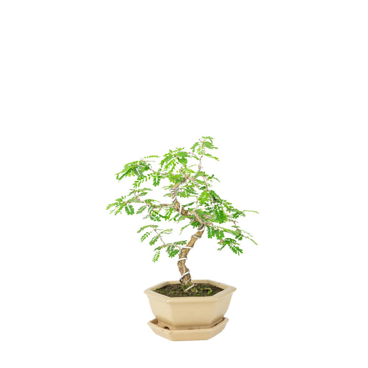 Sesbania Bonsai in crème zeshoekige pot, hoogte ~32cm