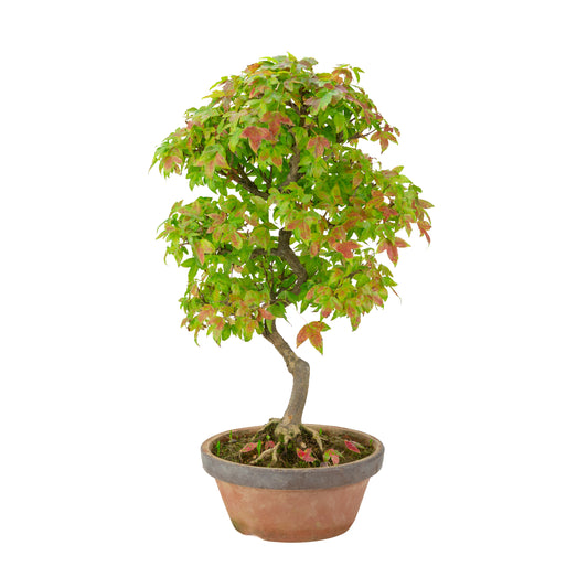 Acer buergerianum (Drietandesdoorn) terracotta pot, hoogte ~46 cm