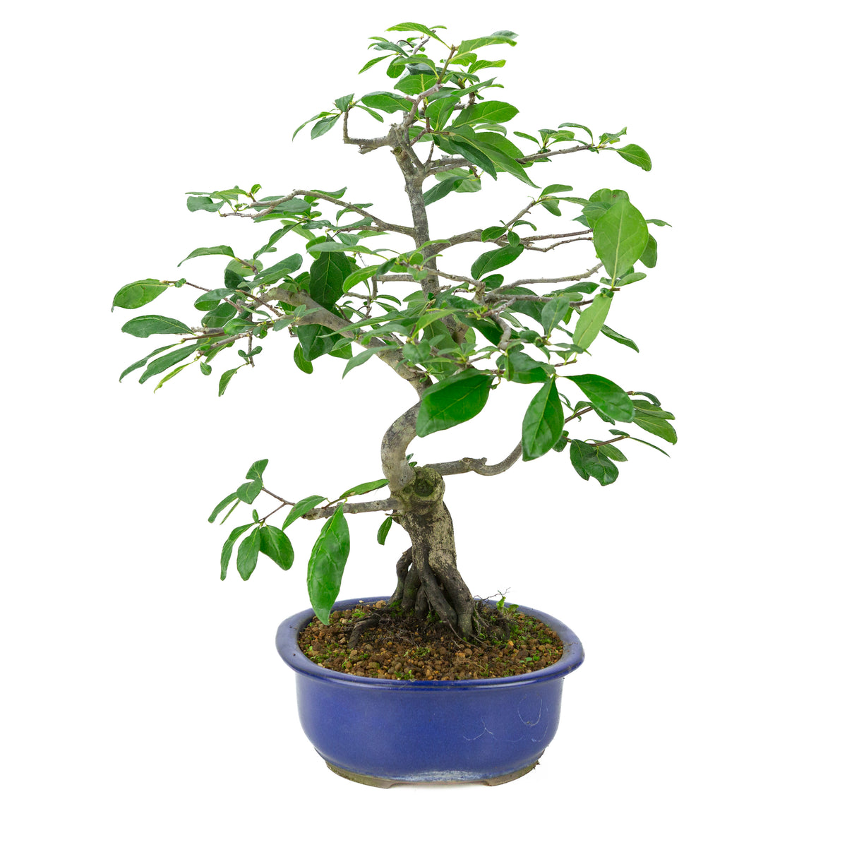 Diospyros kaki (Kakiboom) blauwe ovale pot, hoogte ~51 cm