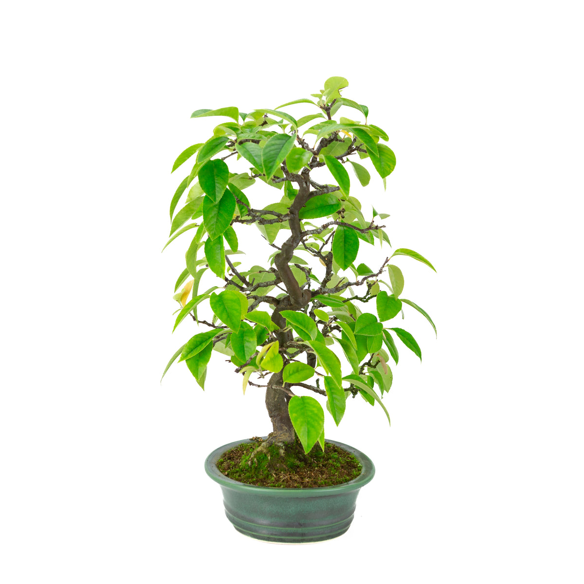 Chaenomeles sinensis (Chinese kwee) groene ovale pot, hoogte ~43 cm