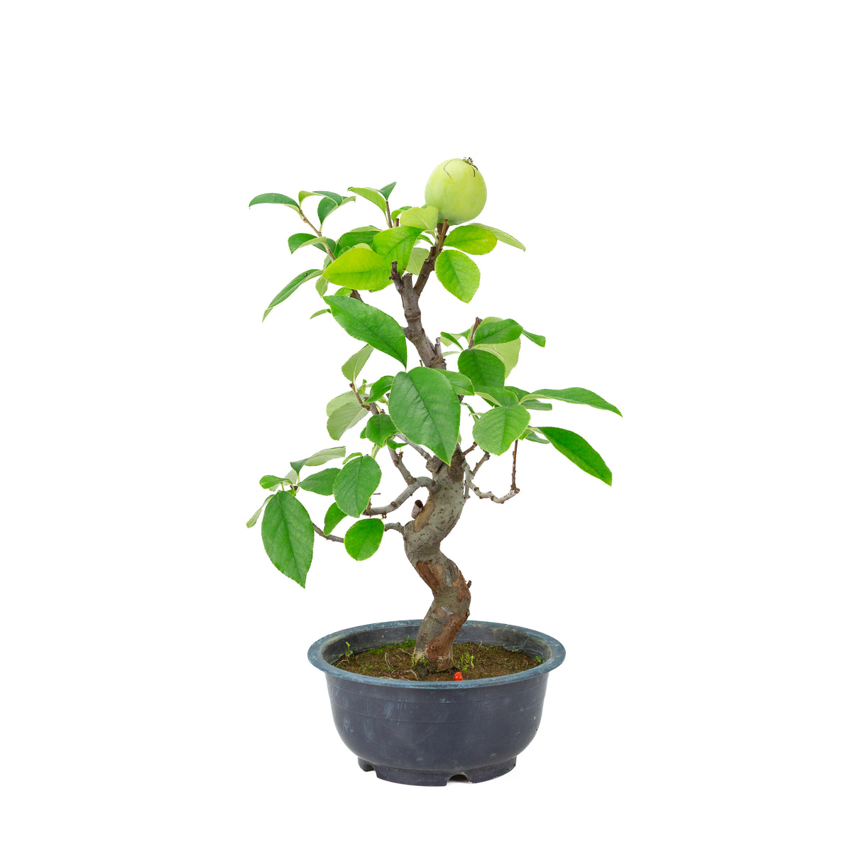 Chaenomeles sinensis (Chinese kwee) blauwe plastic pot, hoogte ~39 cm