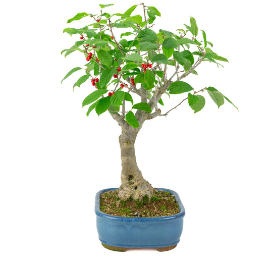 Ilex serrata blauwe rechthoekige pot, hoogte ~50cm
