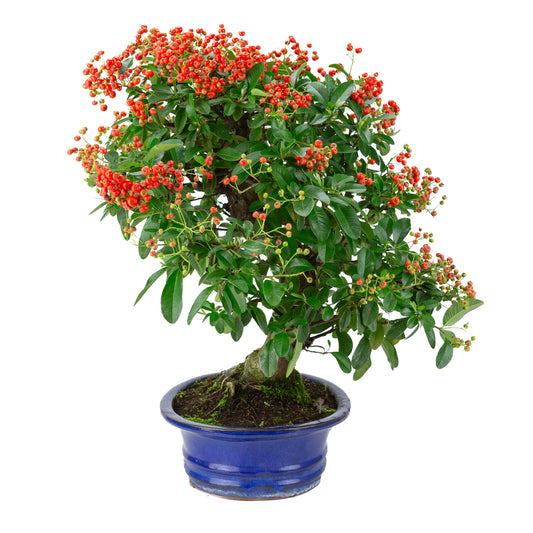 Pyracantha angustifolia (Vuurdoorn) blauwe ovale pot, hoogte ~48cm