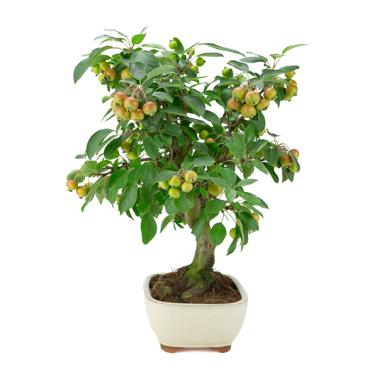 Malus halliana (Appel) in crème rechthoekige pot, hoogte ~46 cm