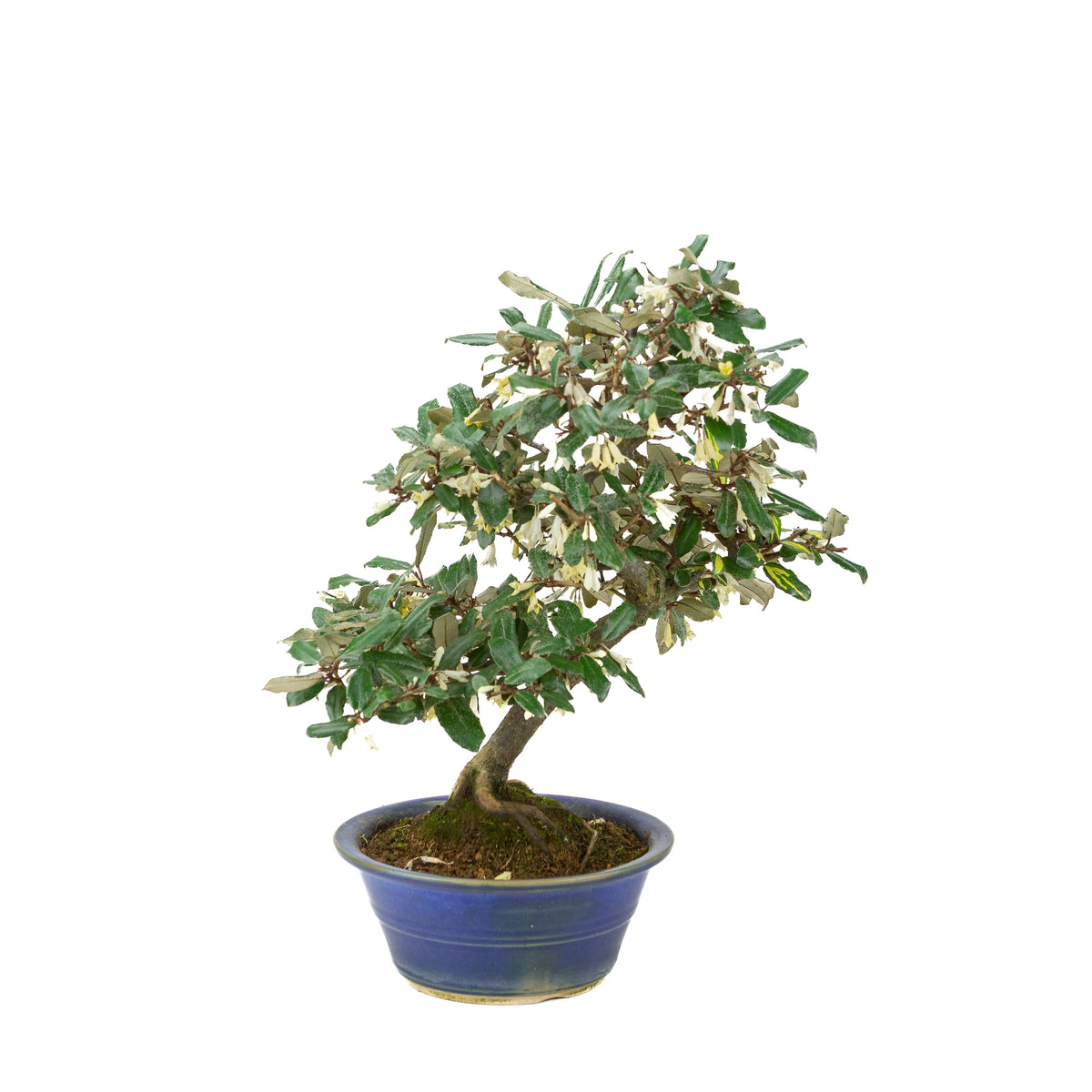 Elaeagnus pungens (Stekelige olijfwilg) in blauwe ronde pot, hoogte ~38cm