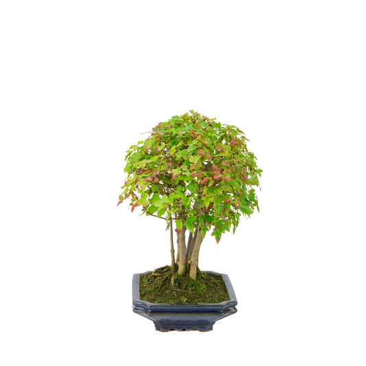Acer buergerianum (Drietandesdoorn) blauwe rechthoekige pot, hoogte ~32 cm
