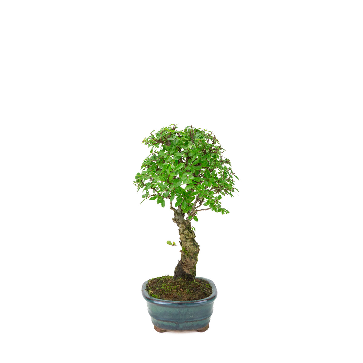 Zelkova nire (Japanse Iep) in groene ovale pot, hoogte ~31cm