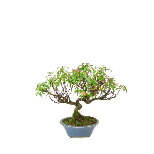Trachelospermum jasminoides (Sterjasmijn) in lichtblauwe ronde pot, hoogte ~27cm