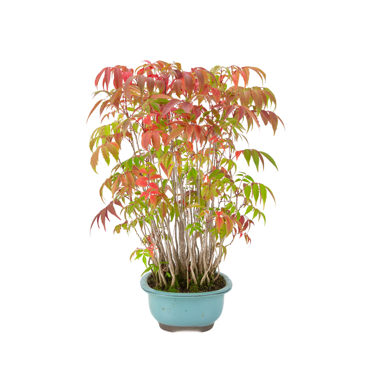 Rhus succedanea (Japanse Hazenokiboom) blauwe ovale pot, hoogte ~37cm