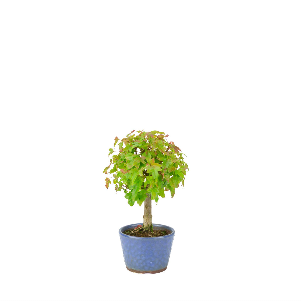 Acer buergerianum (Drietandesdoorn) blauwe ronde pot, hoogte ~23 cm