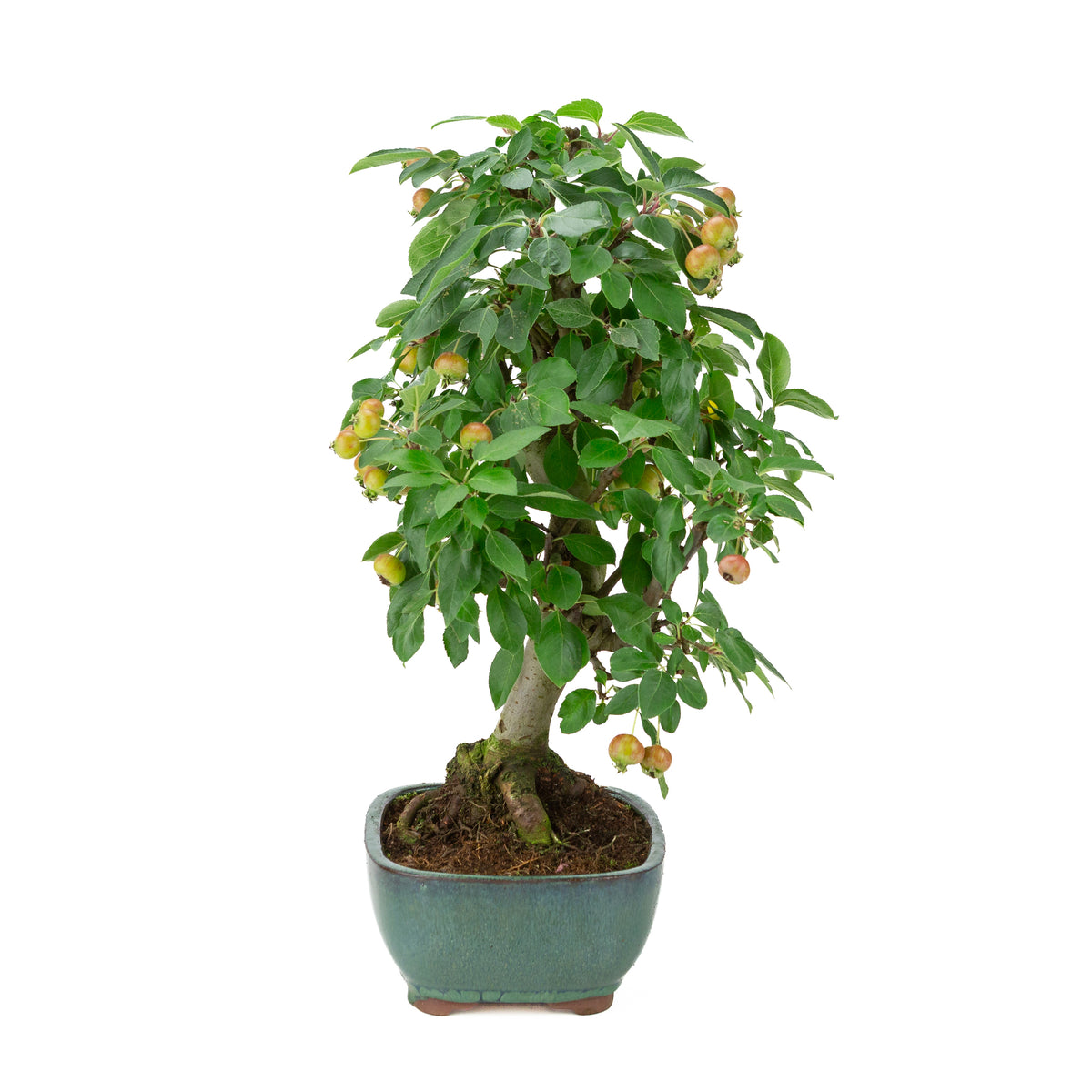 Malus halliana (Appel) in groene rechthoekige pot, hoogte ~46 cm