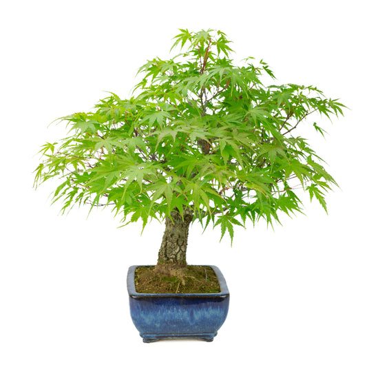 Acer palmatum 'Arakawa' (Japanse esdoorn) blauwe rechthoekige pot, hoogte ~46 cm
