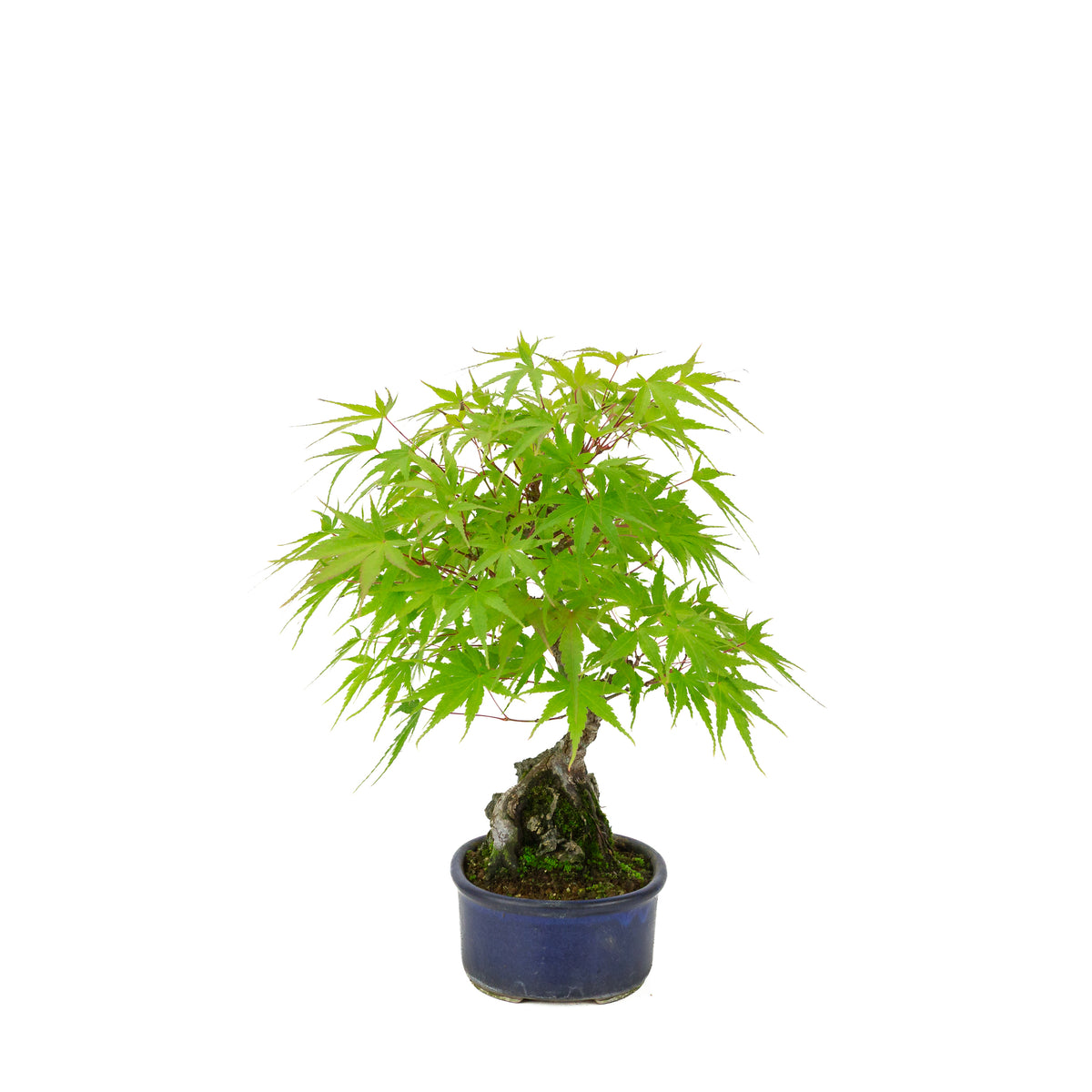 Acer palmatum 'Arakawa' (Japanse esdoorn) Seki-joju in blauwe ovale pot, hoogte ~30 cm
