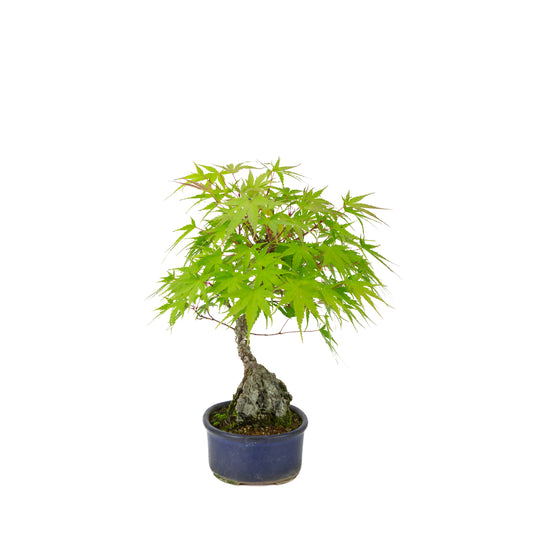 Acer palmatum 'Arakawa' (Japanse esdoorn) Seki-joju in blauwe ovale pot, hoogte ~30 cm