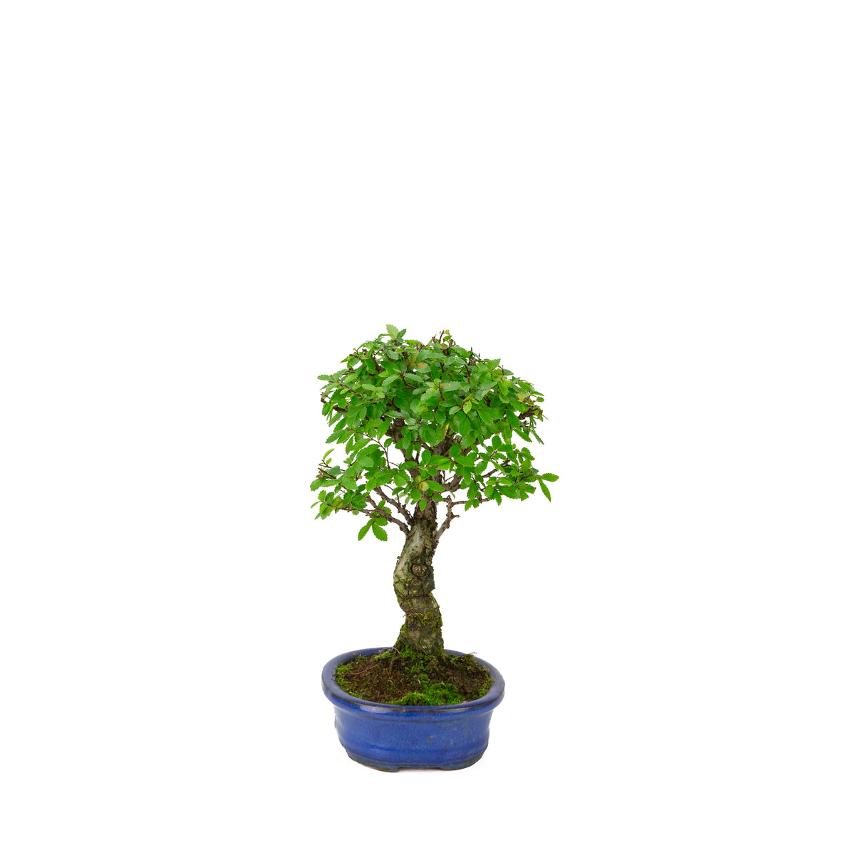 Zelkova nire (Japanse Iep) in blauwe ovale pot, hoogte ~28cm