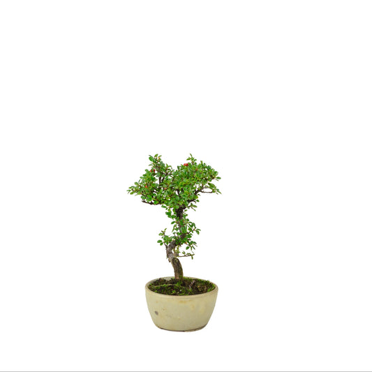 Cotoneaster hoizontalis (Dwergmispel) crème ronde pot, hoogte ~21 cm
