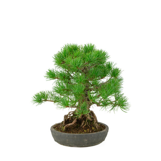 Pinus parviflora ongeglazuurde ronde trommel pot 20 cm, hoogte ~32 cm