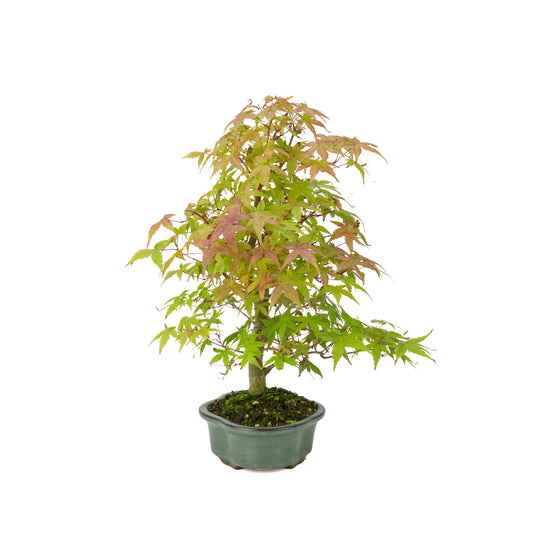 Acer palmatum Deshojo (Japanse esdoorn), hoogte ~40 cm