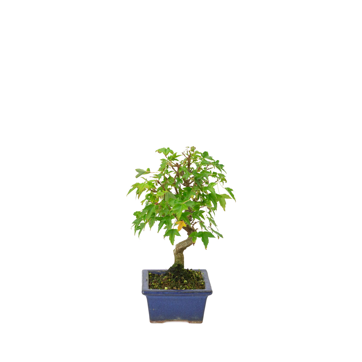 Acer buergerianum blauwe rechthoekige pot 13cm, hoogte ~24cm
