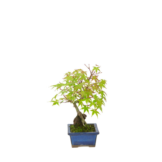 Acer palmatum wortels over rots blauwe pot 13cm, hoogte ~26cm