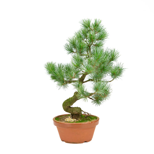 Pinus parviflora terracotta pot 19 cm, hoogte ~47 cm