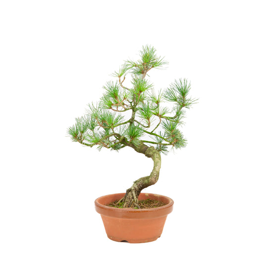 Pinus parviflora terracotta pot 15 cm, hoogte ~38 cm