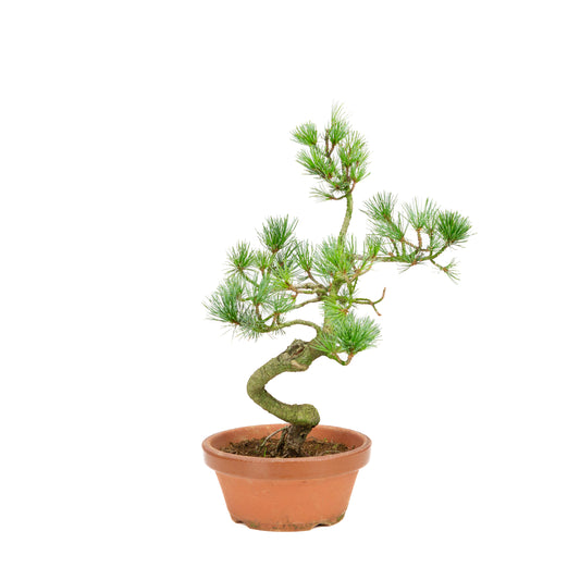 Pinus parviflora terracotta pot 15 cm, hoogte ~37 cm