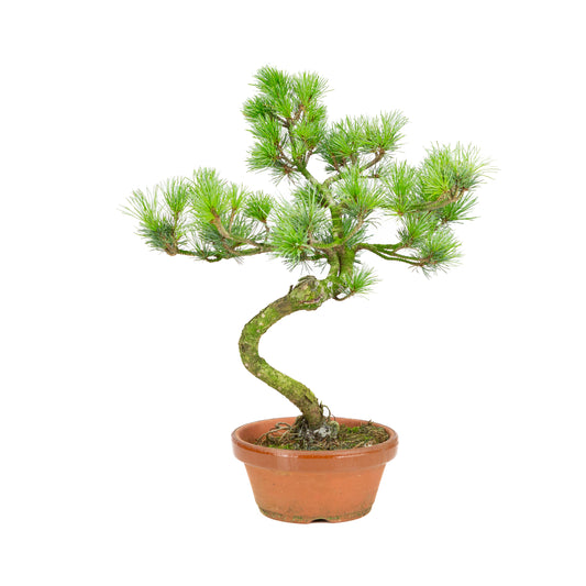 Pinus parviflora terracotta pot 15 cm, hoogte ~40 cm