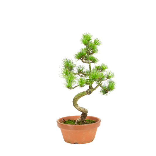Pinus parviflora in terracotta pot 15 cm, hoogte ~37 cm