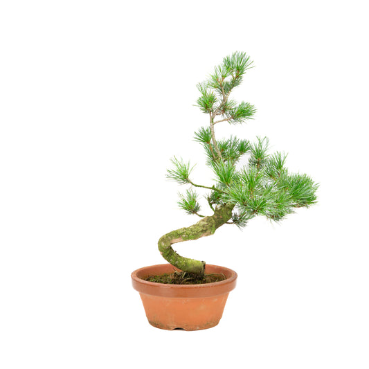 Pinus parviflora terracotta pot 15 cm, hoogte ~39 cm