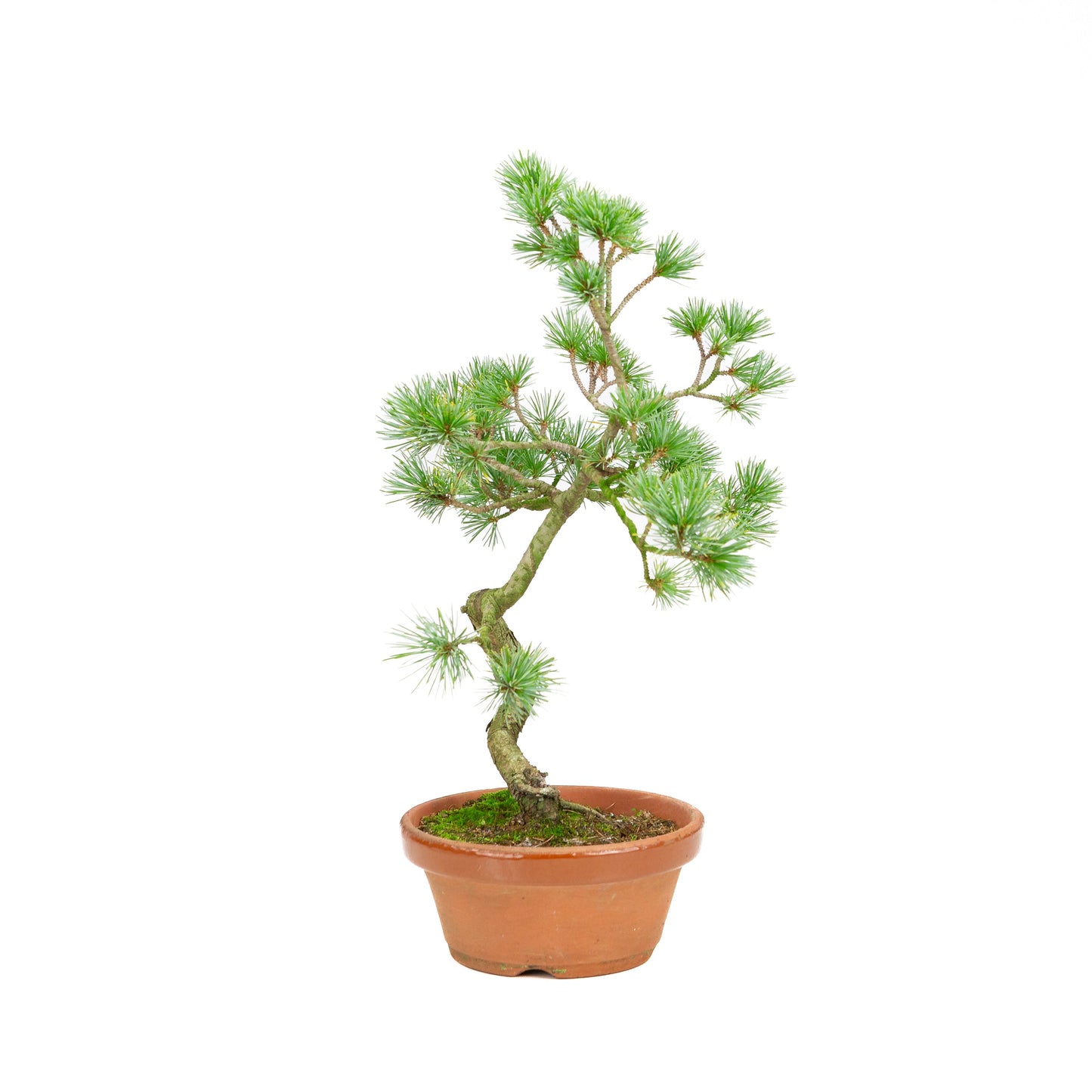 Pinus parviflora terracotta pot 15 cm, hoogte ~41cm