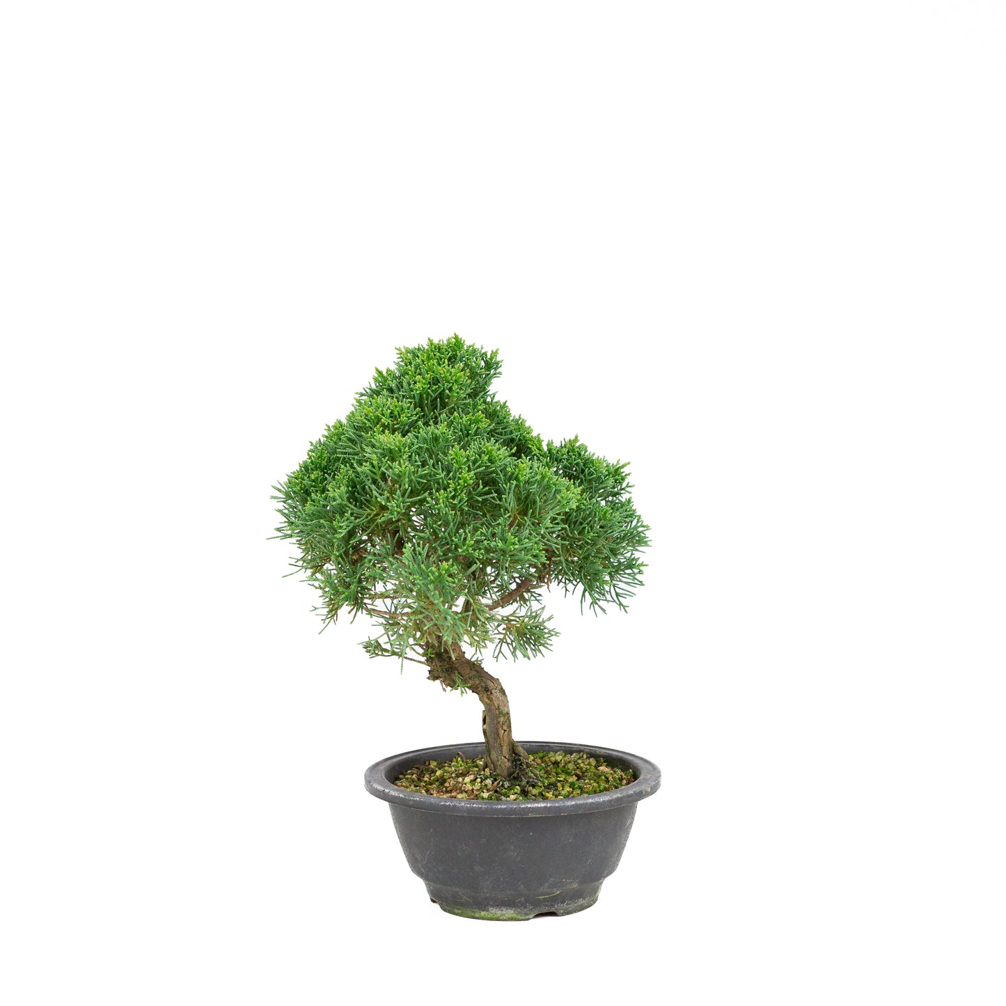 Juniperus chinensis ronde pot 16cm, hoogte ~30 cm