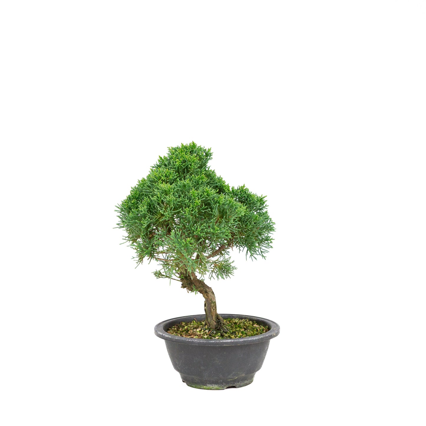Juniperus chinensis ronde pot 16cm, hoogte ~30 cm