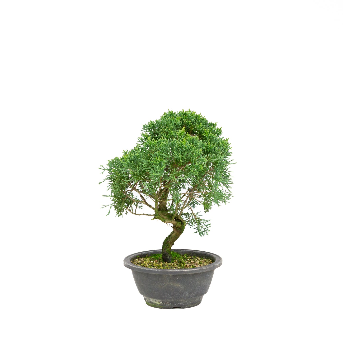 Juniperus chinensis ronde pot 16cm, hoogte ~30cm