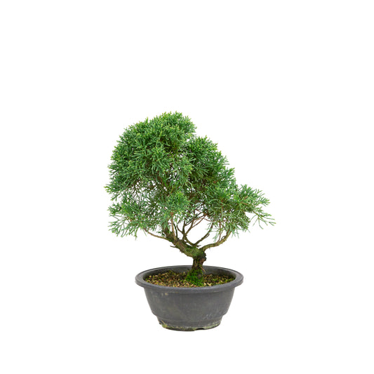 Juniperus chinensis ronde pot 16cm, hoogte ~31cm