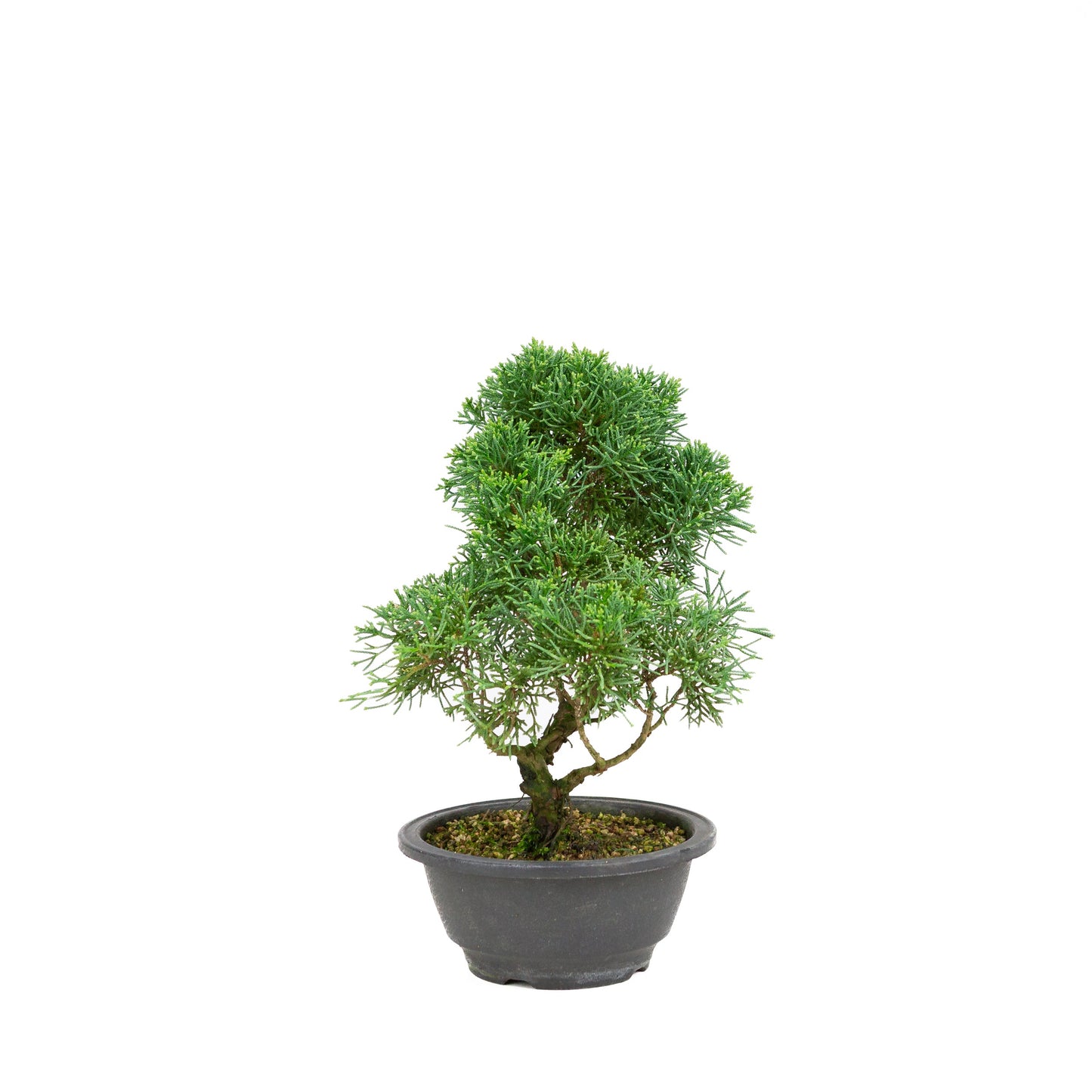 Juniperus chinensis ronde pot 16cm, hoogte ~31cm
