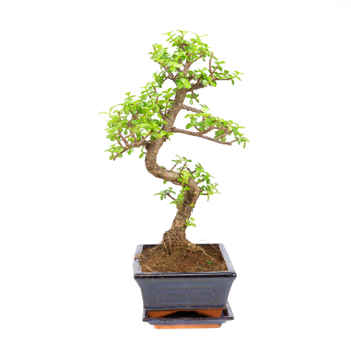 Portulacaria afra Bonsai in blauwe pot 25cm, hoogte ~45cm