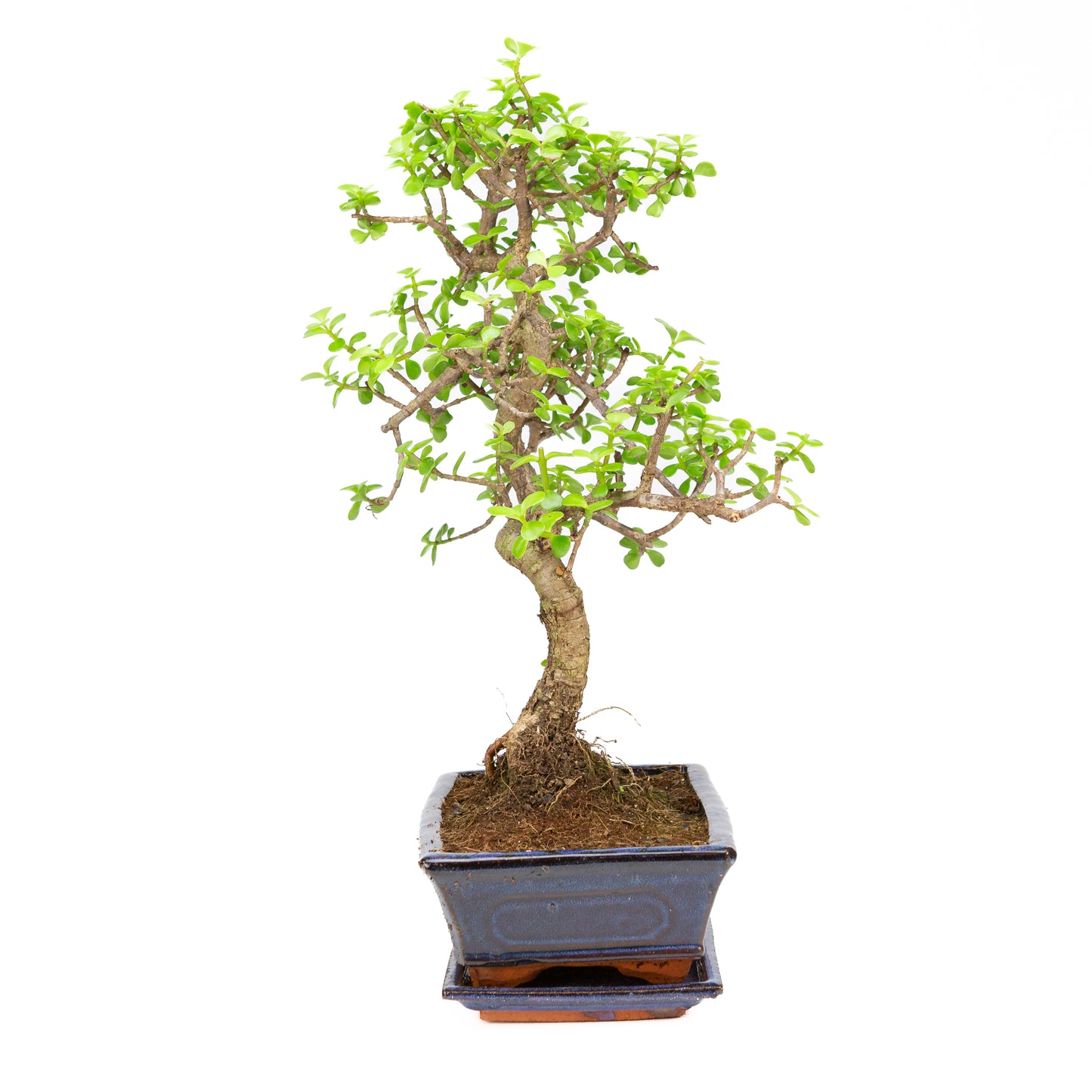 Portulacaria afra Bonsai in blauwe pot 25cm, hoogte ~46cm