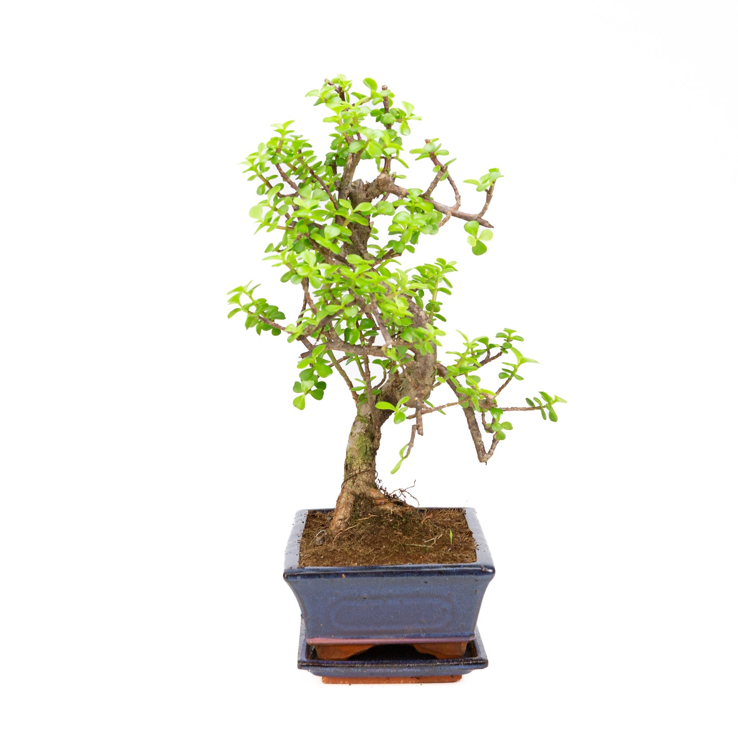 Portulacaria afra Bonsai, pot 25cm, hoogte ~43cm