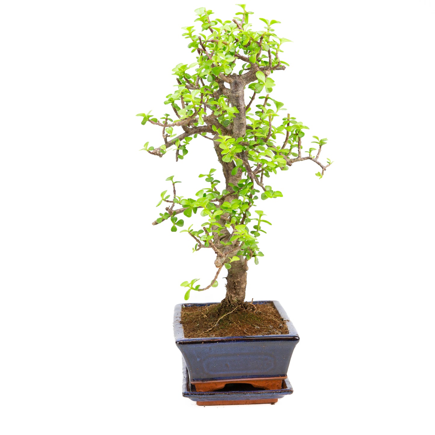 Portulacaria afra Bonsai in blauwe pot 25cm, hoogte ~48cm