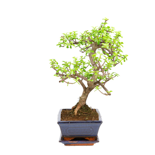Portulacaria afra Bonsai in blauwe pot 25cm, hoogte ~40cm