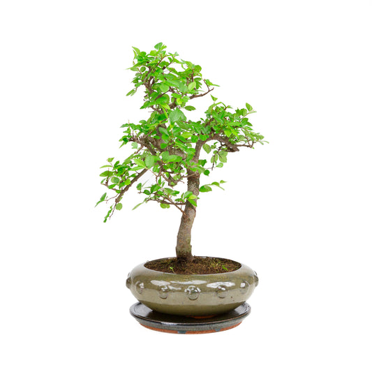 Zelkova Bonsai in groene ronde pot 21cm, hoogte ~40cm