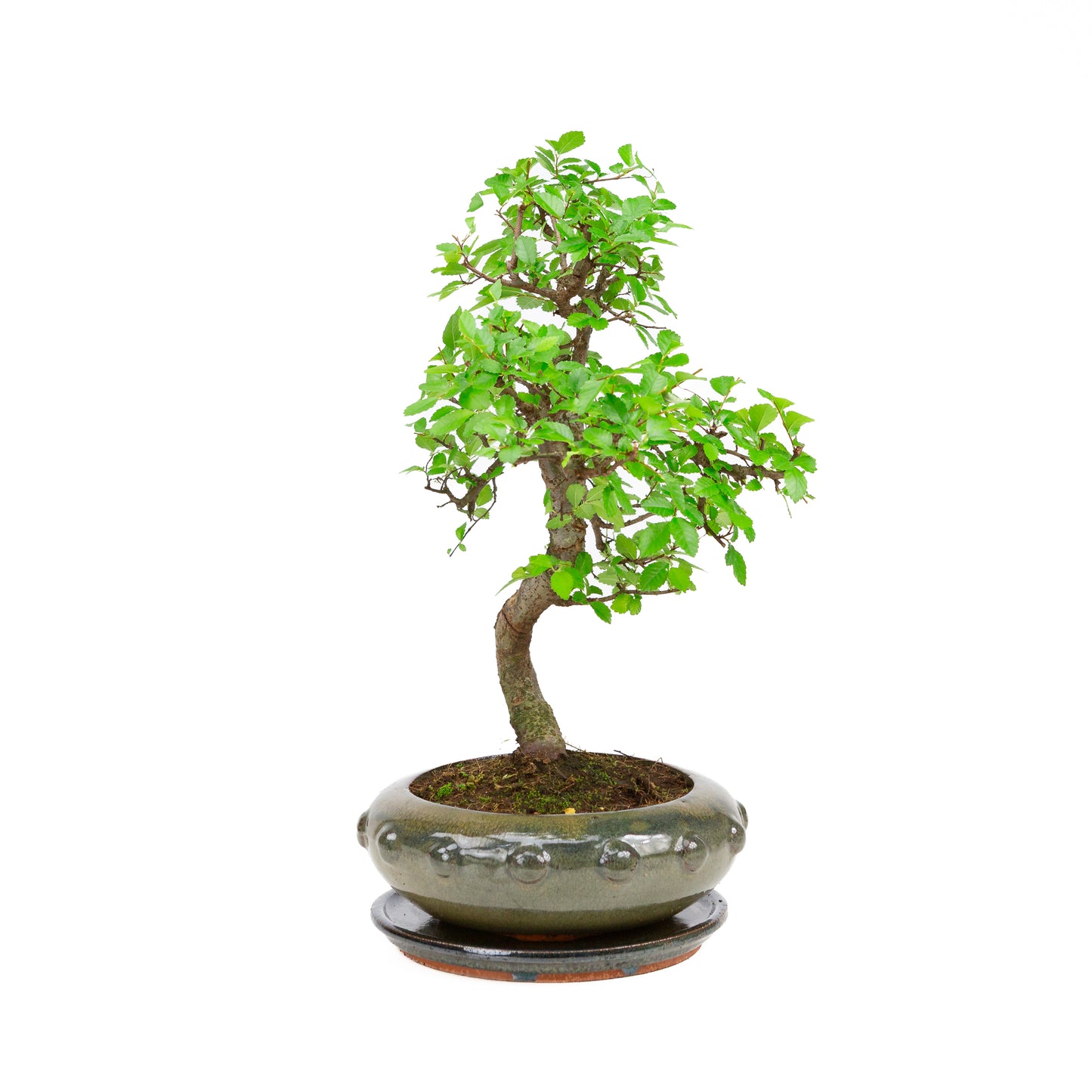 Zelkova Bonsai in groene ronde pot 21cm, hoogte ~40cm