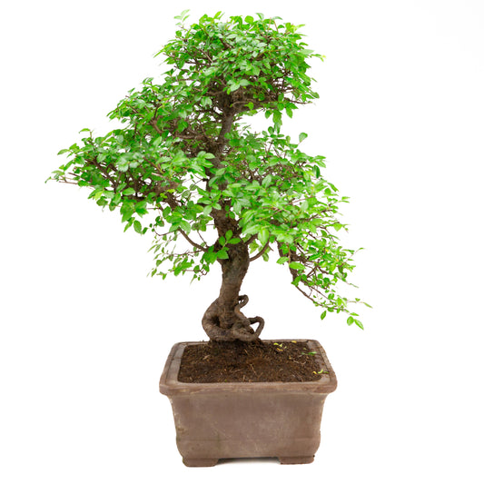 Zelkova Bonsai in ongeglazuurde pot 31 cm, hoogte ~57cm