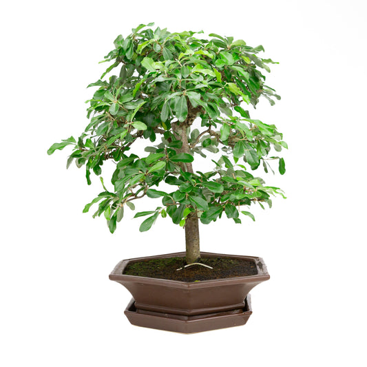 Elaeagnus bruine pot 33cm, hoogte ~ 52cm