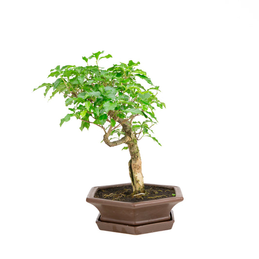 Bougainvillea glabra Bonsai in bruine pot 28cm, hoogte ~41cm